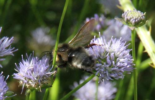 Réf. 271 761 : Bombus (fernaldae)